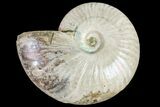Silver Iridescent Ammonite (Cleoniceras) Fossil - Madagascar #159374-1